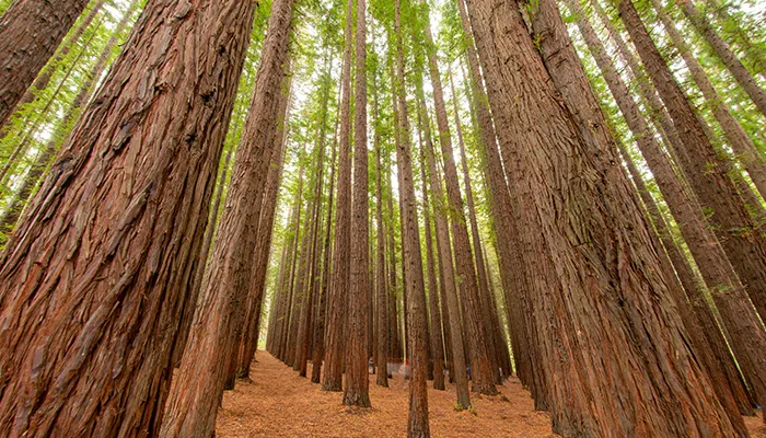 LA SOSTENIBILIDAD DE LA MADERA: UN MATERIAL ECOLÓGICO Y DURADERO