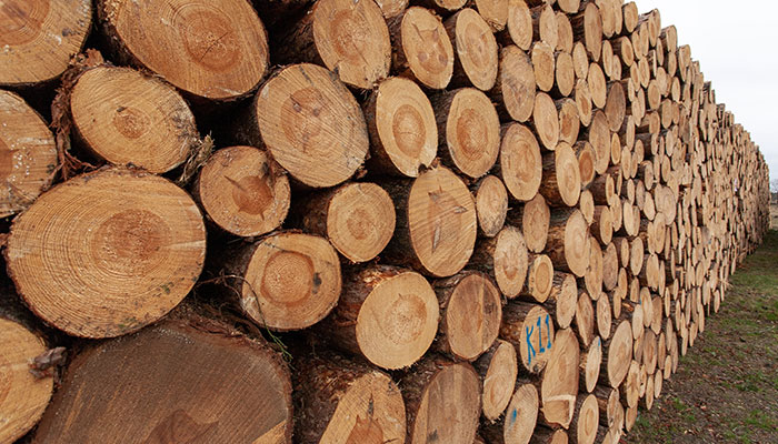 CERTIFICACIONES FSC Y PEFC: QUÉ SIGNIFICAN